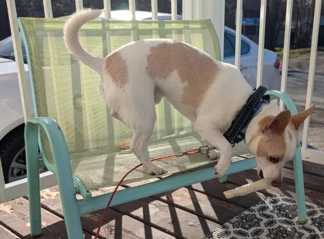 Chien à vendre Je m'appelle Franky je recherche une nouvelle famille j'ai 15 mois thumbnail 2