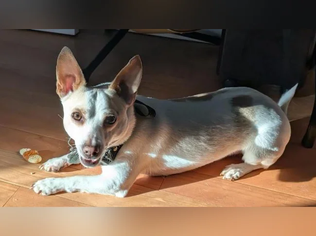 Chien à vendre Je m'appelle Franky je recherche une nouvelle famille j'ai 15 mois