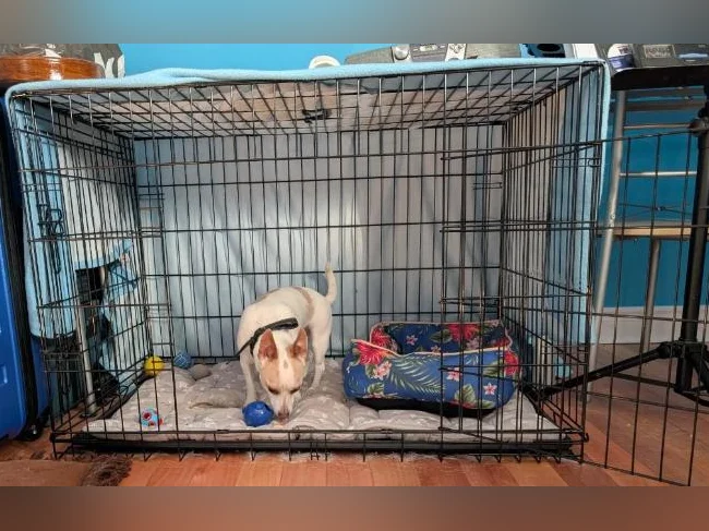 Chien à vendre Je m'appelle Franky je recherche une nouvelle famille j'ai 15 mois thumbnail 5