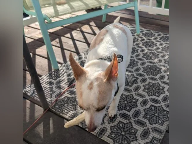 Chien à vendre Je m'appelle Franky je recherche une nouvelle famille j'ai 15 mois thumbnail 4
