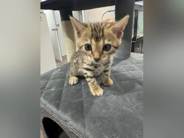 Bengal purebred vaccine et verifumage thumbnail 7