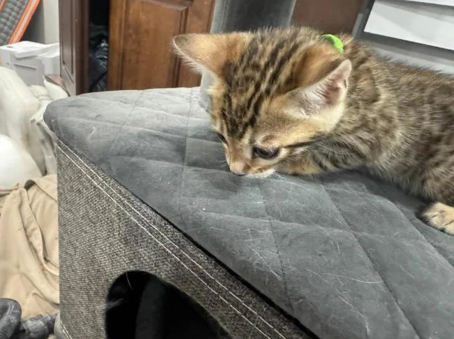 Bengal purebred vaccine et verifumage thumbnail 8
