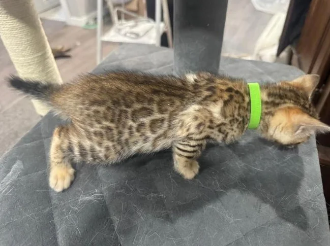 Bengal purebred vaccine et verifumage thumbnail 5