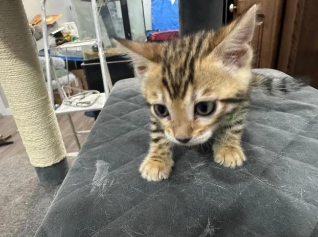 Bengal purebred vaccine et verifumage thumbnail 3