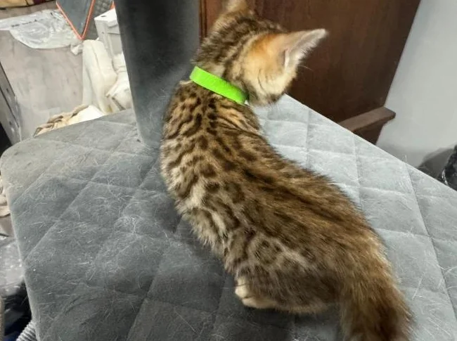 Bengal purebred vaccine et verifumage thumbnail 6
