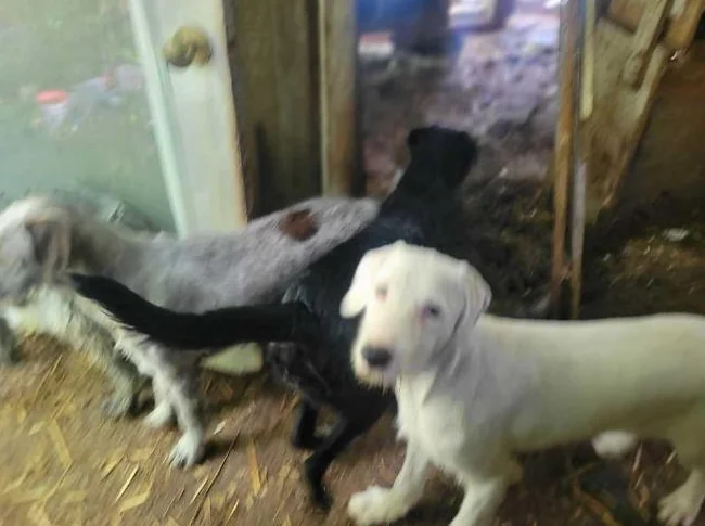Trouver preneurs de famille de chiots 5 mois       fem  griffon korthals  male griffon labrador thumbnail 9