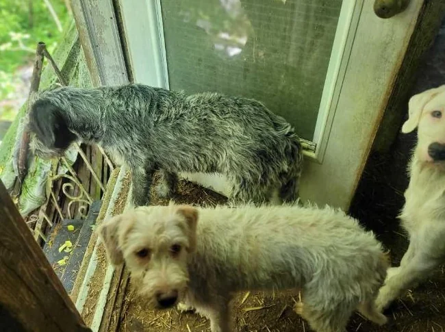 Trouver preneurs de famille de chiots 5 mois       fem  griffon korthals  male griffon labrador thumbnail 10