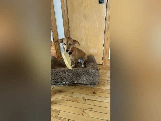 Chien à vendre thumbnail 3