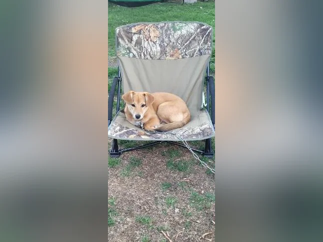 Chien à vendre