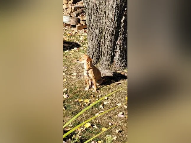 Chien à vendre thumbnail 4