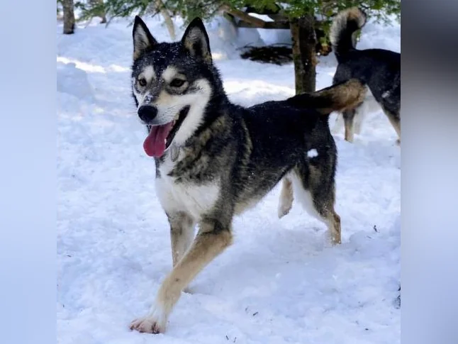 Husky Sibériens Mâle et Femelle CKC thumbnail 4