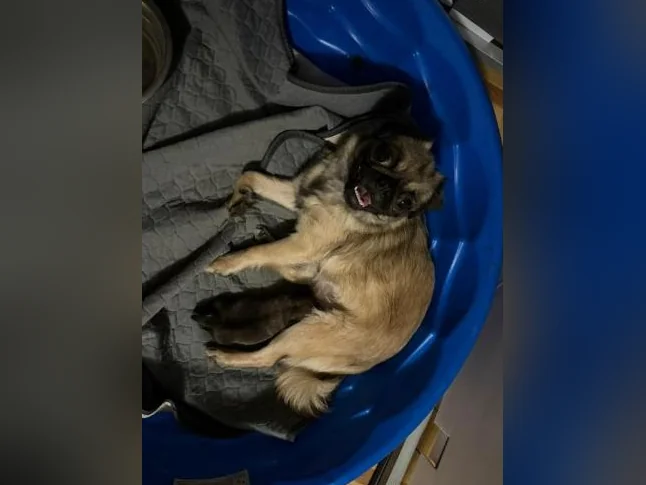 PUG / CARLIN