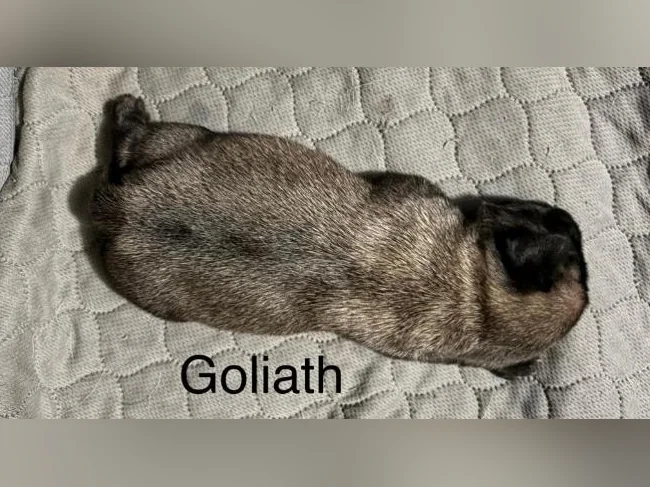 PUG / CARLIN thumbnail 5