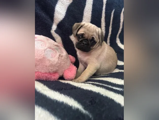Beaux bébés Pug Carlin prêt à quitter pour leur nouvelle famille!!!