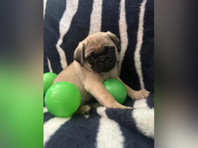Beaux bébés Pug Carlin prêt à quitter pour leur nouvelle famille!!! thumbnail 4