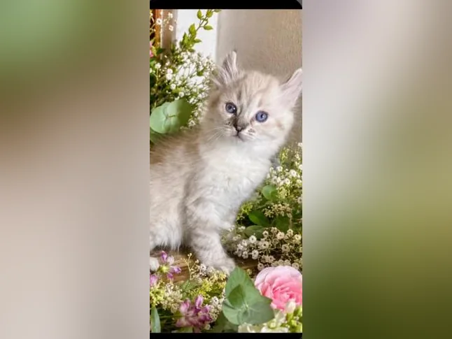 Chaton Highland Lynx