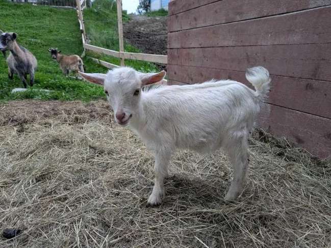 chèvre miniature femelle
