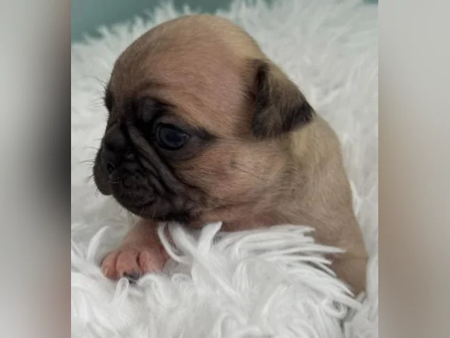 BUG (boston terrier x carlin (pug) thumbnail 7