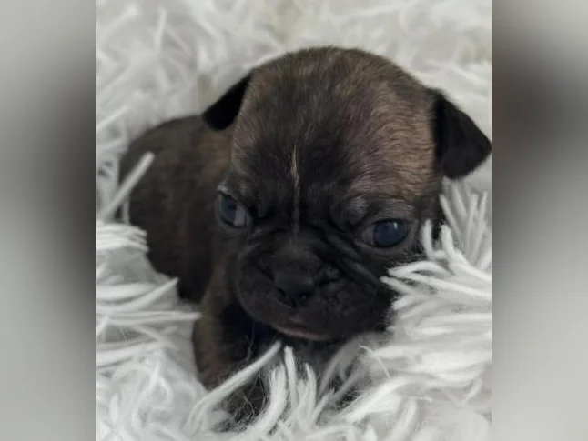 BUG (boston terrier x carlin (pug)