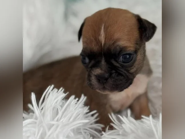 BUG (boston terrier x carlin (pug) thumbnail 2