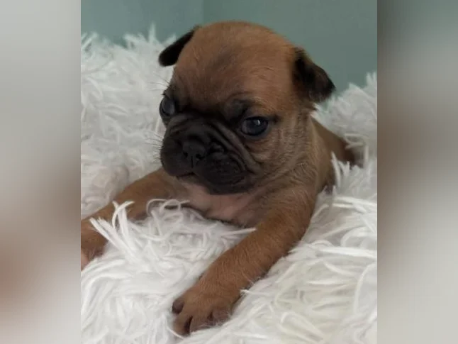 BUG (boston terrier x carlin (pug) thumbnail 5