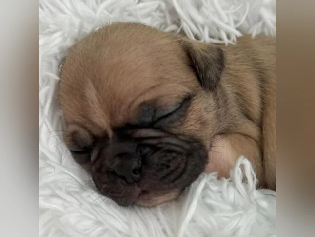 BUG (boston terrier x carlin (pug) thumbnail 3