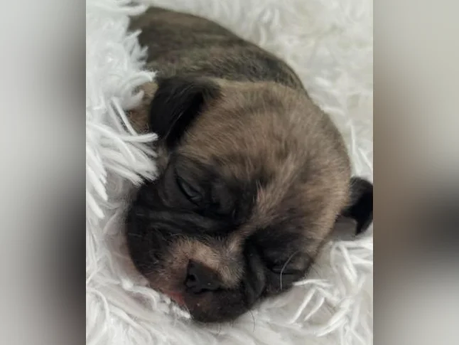 BUG (boston terrier x carlin (pug) thumbnail 4