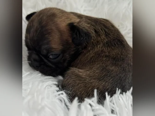 BUG (boston terrier x carlin (pug) thumbnail 6