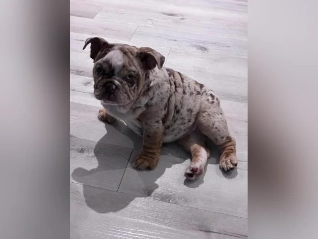 Bulldog anglais thumbnail 2