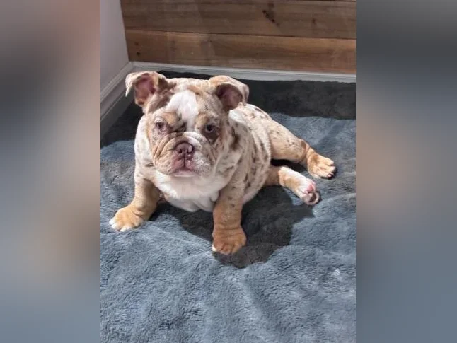 Bulldog anglais