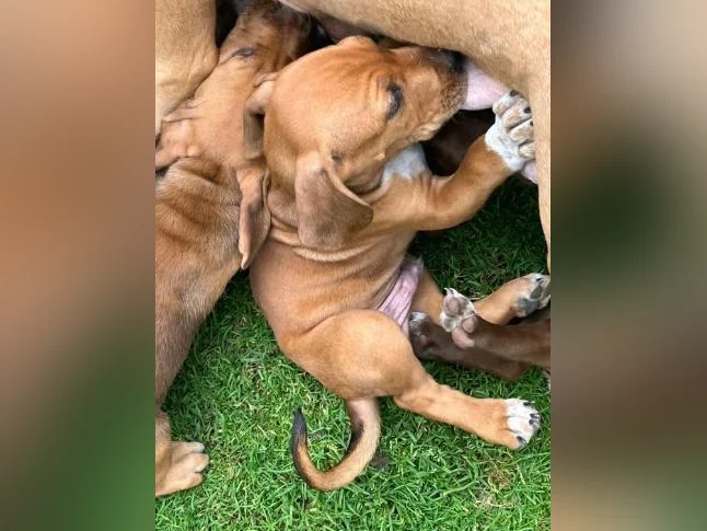 Chiots X à vendre thumbnail 9