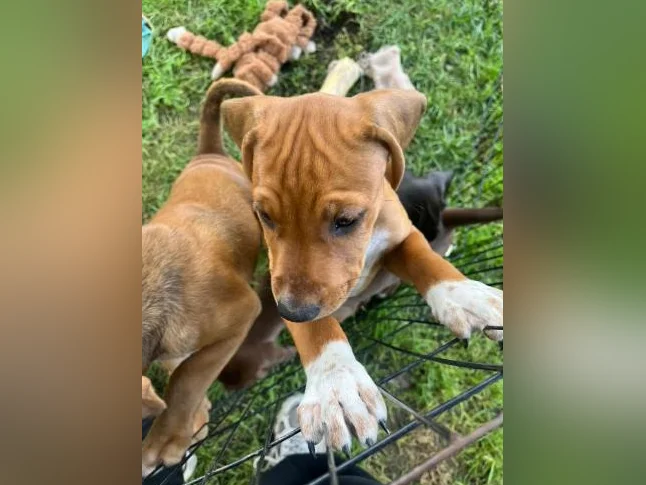 Chiots X à vendre thumbnail 6