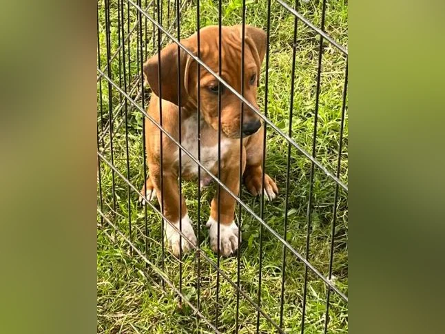 Chiots X à vendre thumbnail 8