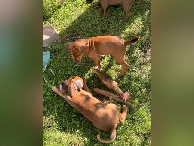 Chiots X à vendre thumbnail 5