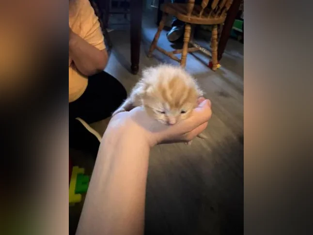 Bébé chat à réserver thumbnail 5