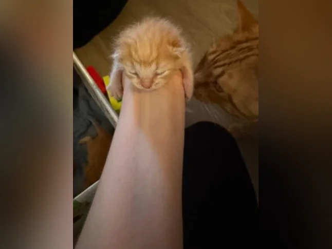 Bébé chat à réserver thumbnail 3
