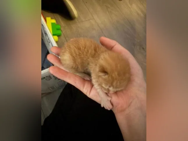 Bébé chat à réserver thumbnail 10