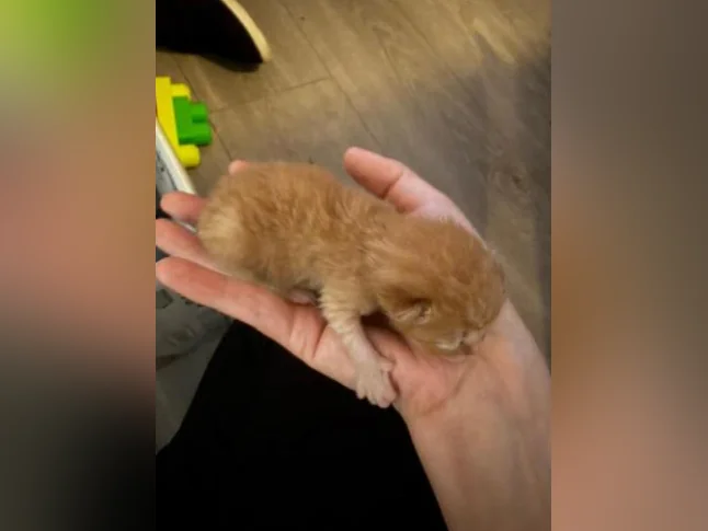Bébé chat à réserver thumbnail 9