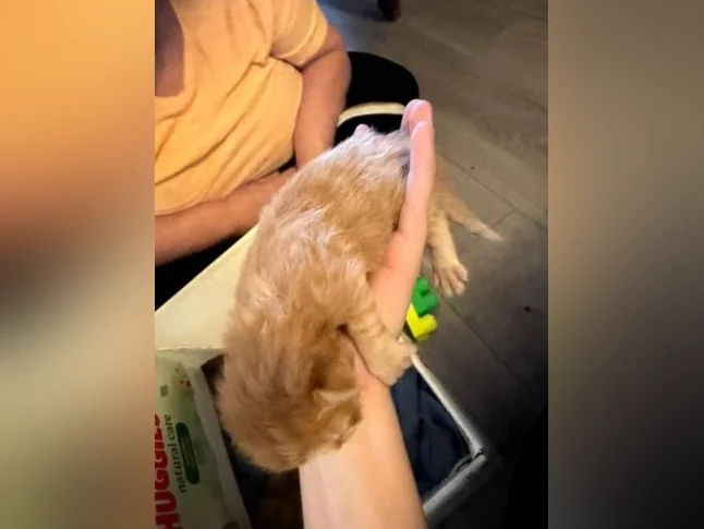 Bébé chat à réserver thumbnail 2