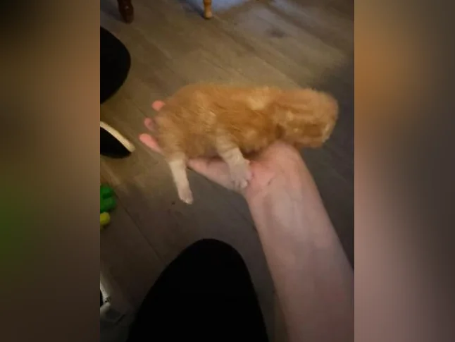 Bébé chat à réserver thumbnail 6