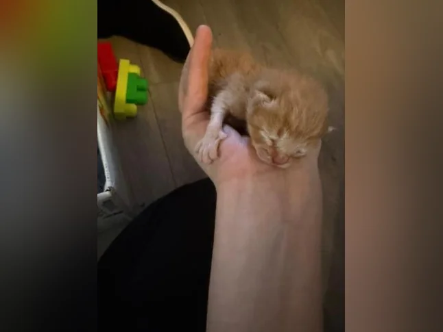 Bébé chat à réserver thumbnail 8