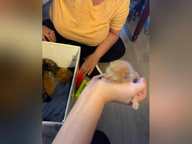 Bébé chat à réserver thumbnail 7