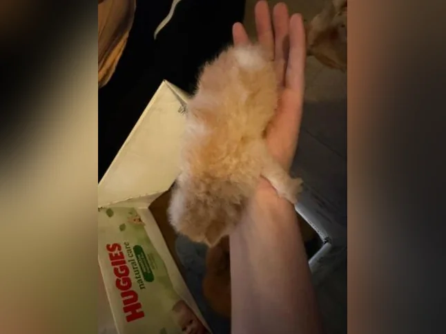 Bébé chat à réserver thumbnail 4