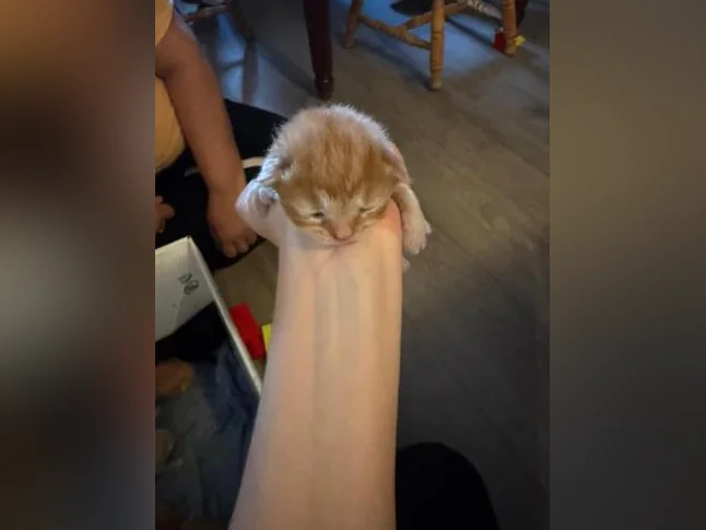 Bébé chat à réserver