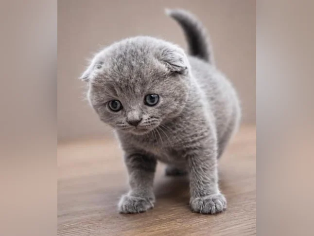 ***CHATONS SCOTTISH TOP QUALITÉ *** thumbnail 6