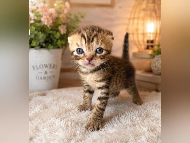 ***CHATONS SCOTTISH TOP QUALITÉ *** thumbnail 4