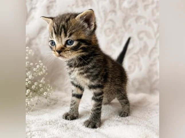 ***CHATONS SCOTTISH TOP QUALITÉ *** thumbnail 8
