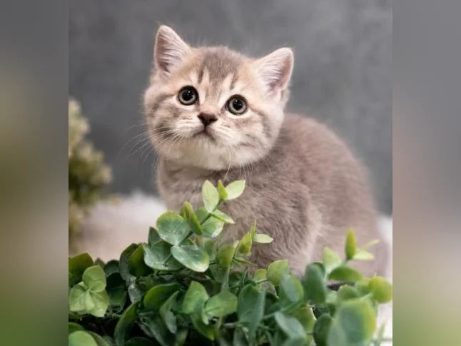 ***CHATONS SCOTTISH TOP QUALITÉ *** thumbnail 7