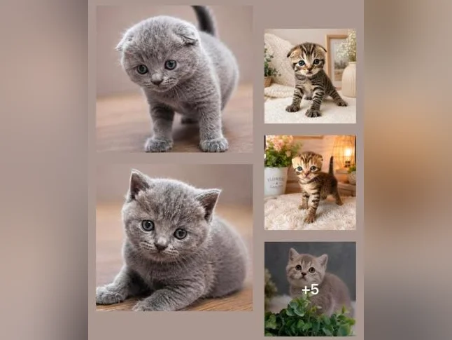 ***CHATONS SCOTTISH TOP QUALITÉ ***