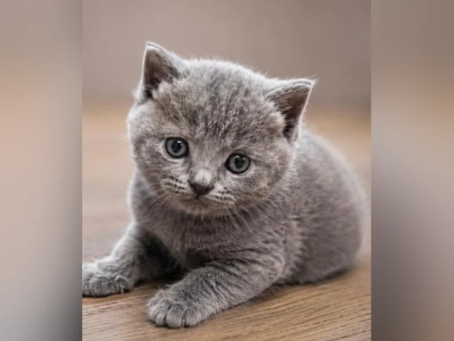 ***CHATONS SCOTTISH TOP QUALITÉ *** thumbnail 5